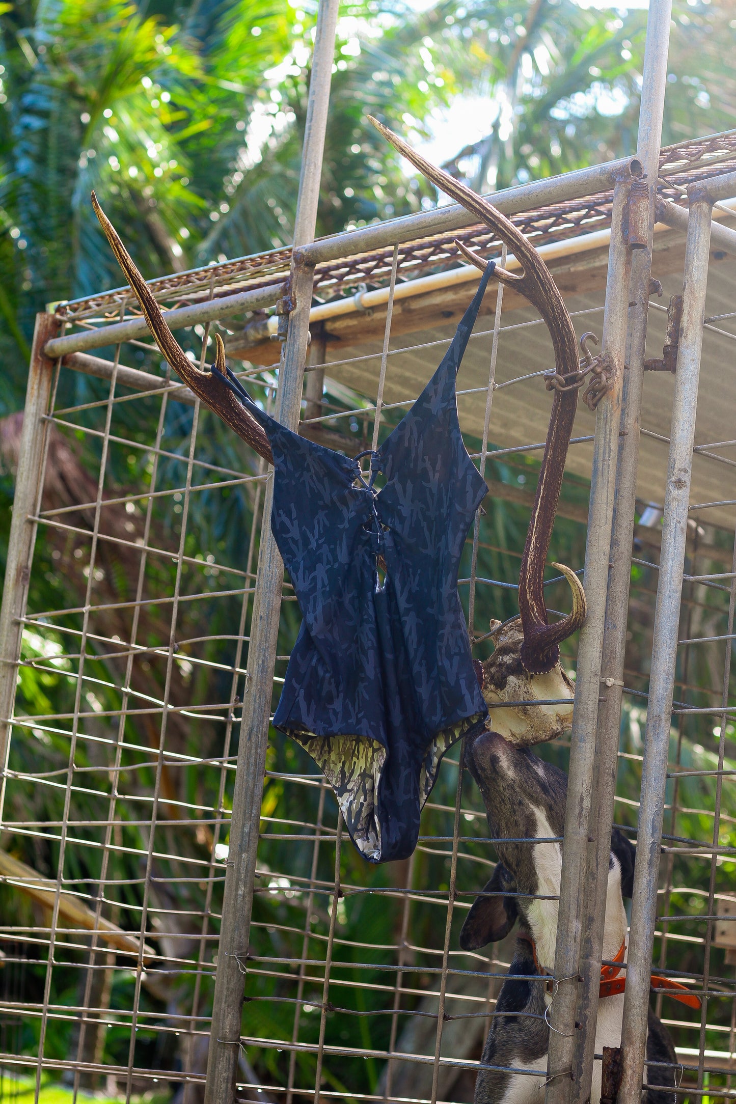 The DARLING One Piece Kini Black Jaws